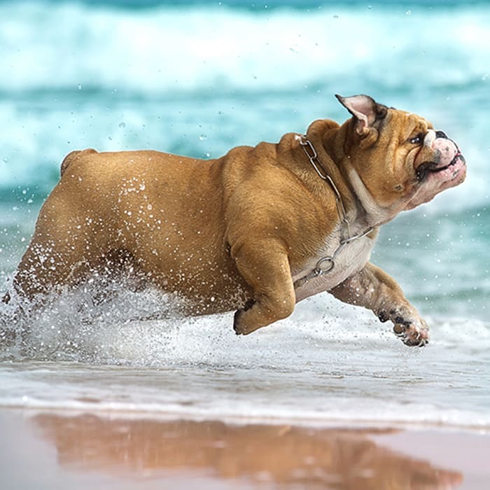 Rocky Mountain Veterinary Cardiology in Boulder