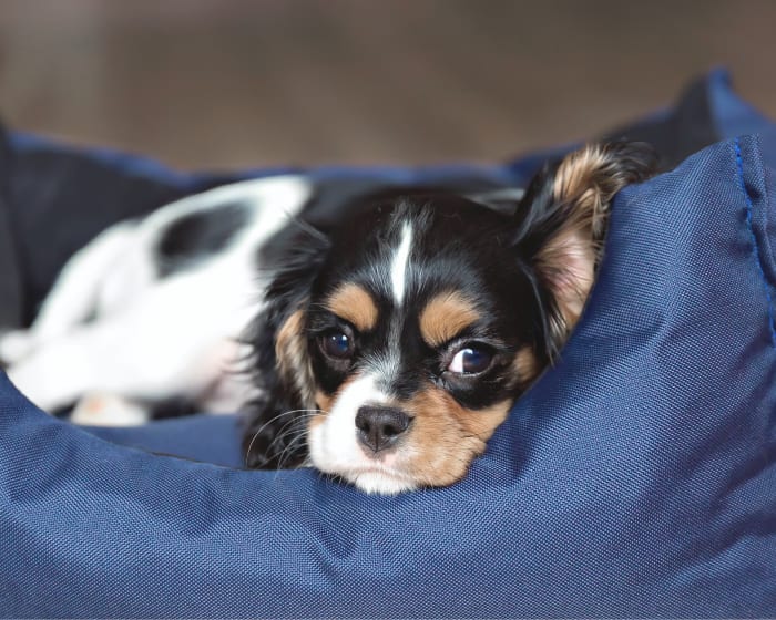 Vet Cardiology Services, Boulder Veterinary Cardiologist