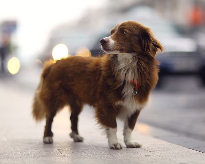Cardiology Services, Boulder Veterinarian