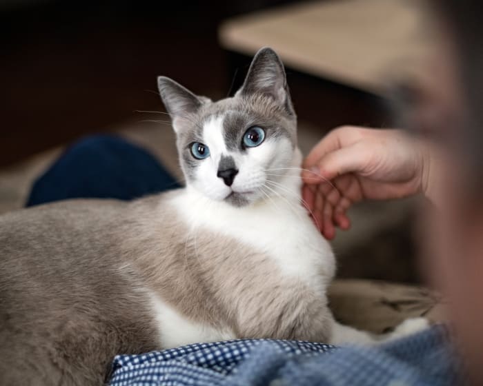 Centesis, Boulder Veterinarians
