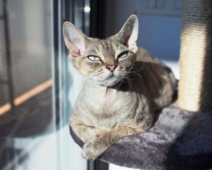 Pacemaker Therapy, Boulder Veterinarians