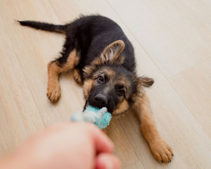 PDA Occlusion, Boulder Veterinarians