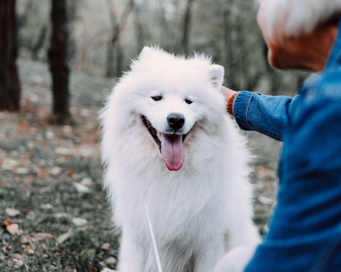 Balloon Valvuloplasty, Boulder Veterinarians